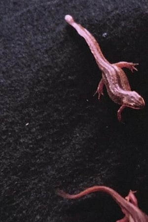 Newt Pauses