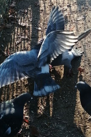 J'ai vu des oiseaux-moqueurs ricaner sous le soleil de Valence