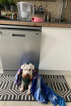 A Dog's Day