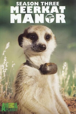 Meerkat Manor第3季