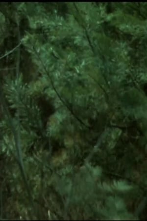 Wald Forest
