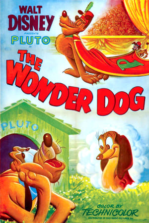 Wonder Dog