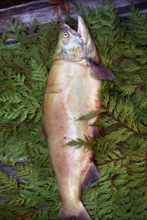 Salmon