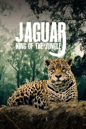 Jaguar: King of the Jungle