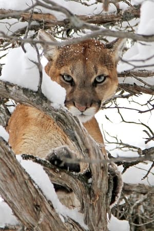 Cougar v. Wolf