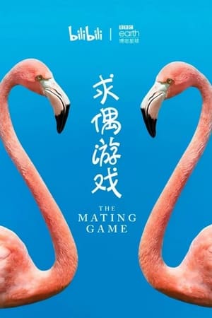 求偶游戏