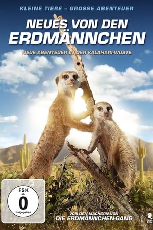 Kalahari Meerkats