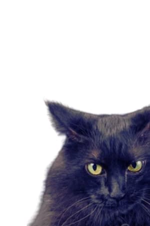 Gato Bruce: Original