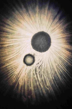 Amour microscopique
