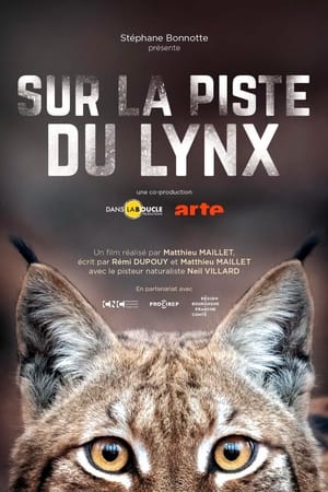 Sur la piste du lynx