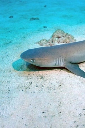 Shark Island