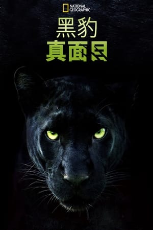 真黑豹无双