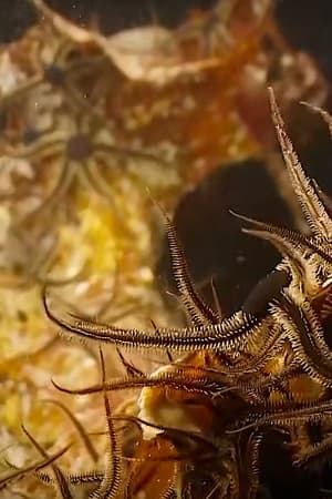 Alien Reefs