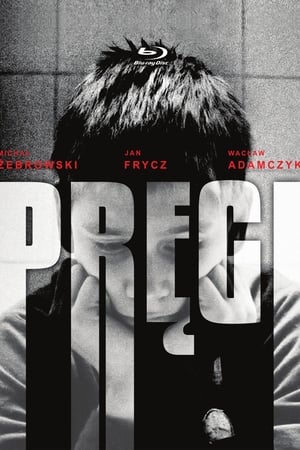 Pręgi