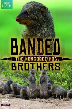 Banded Brothers
