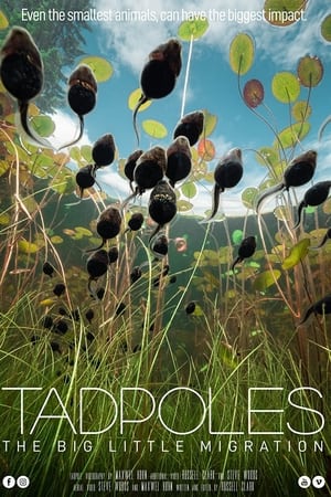 Tadpoles: The Big Little Migration