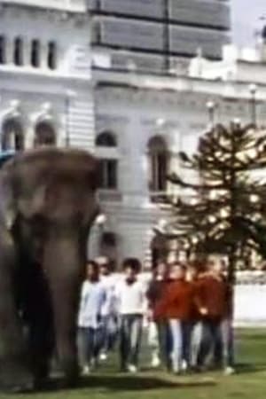 Un elefante en banda