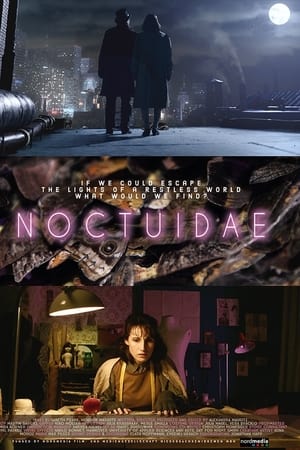 Noctuidae