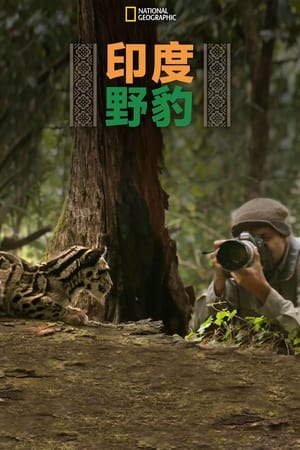 印度野豹