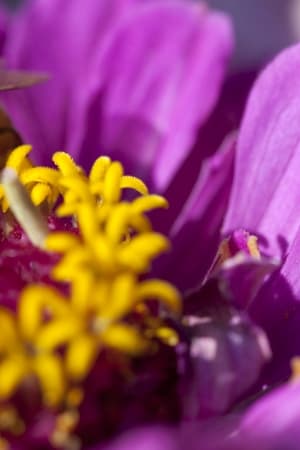 Moving Art: Flowers