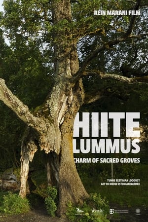 Hiite lummus