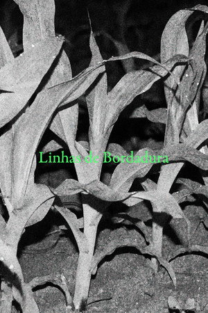 Linhas de Bordadura
