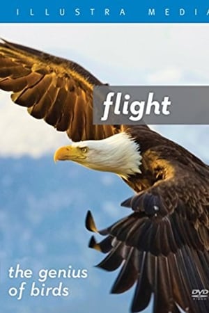 Flight: The Genius of Birds