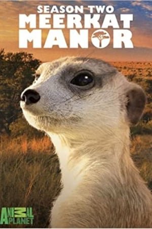 Meerkat Manor第2季
