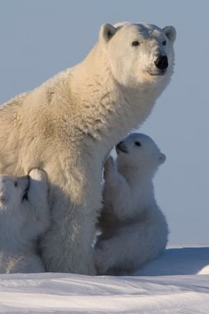 Bearhood