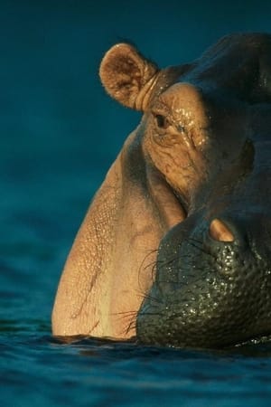 Wild Gabon
