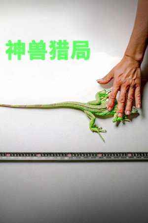 神兽猎局
