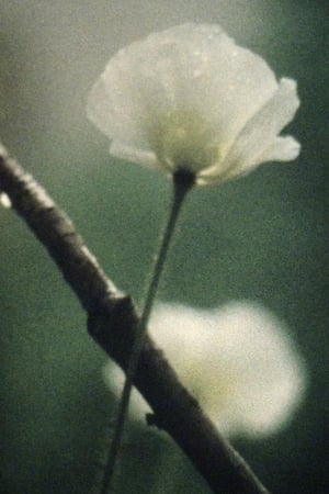 Terzen