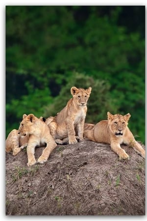 Little Big Cat