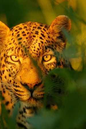 The Unlikely Leopard