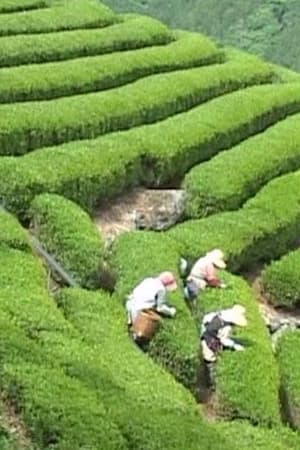 天竜区奥領家大沢　別所製茶工場