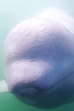 Call of the Baby Beluga