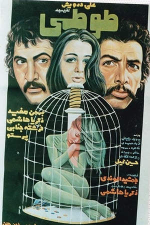 طوطی