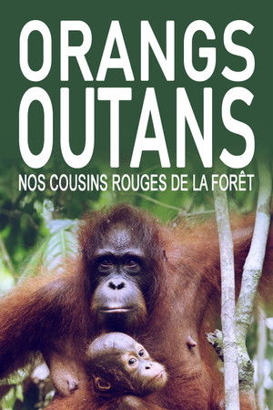 Orang-Utans - Borneos Waldmenschen