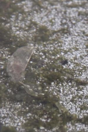 Palinopsia