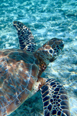 Maldive