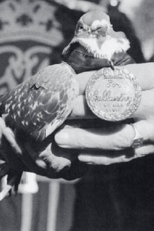 War Pigeon