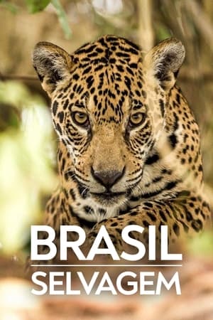 Brasil Selvagem第2季