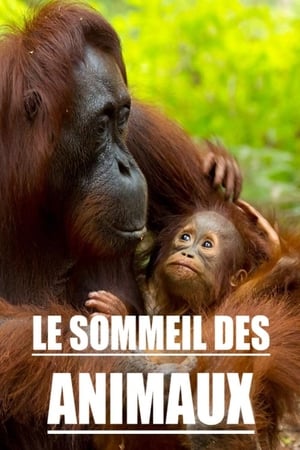 Le sommeil des animaux