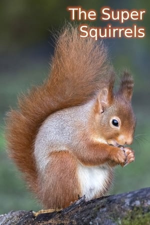 The Super Squirrels