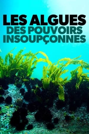 Les algues : Des pouvoirs insoupçonnés