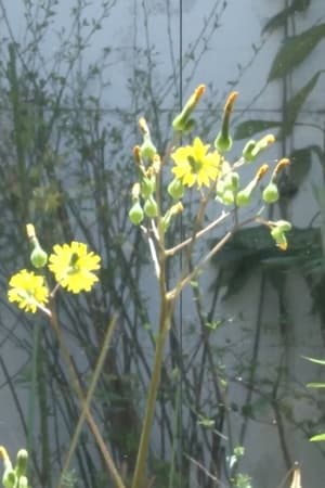 志郎康さんの印象