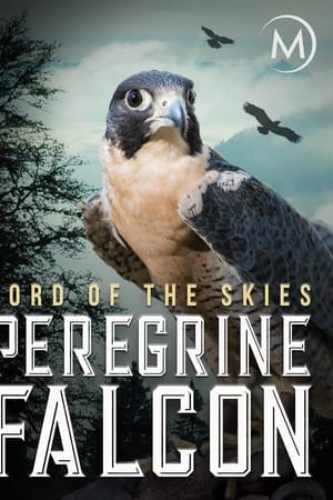 Peregrine Falcon: Lord of the Skies