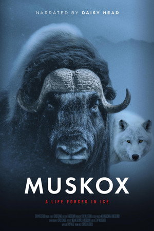 Muskox