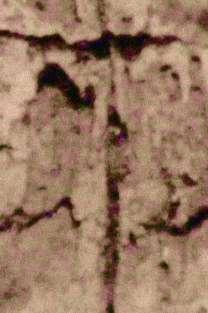 Ruido; Rauca