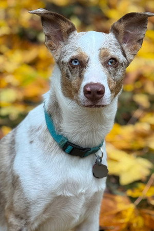 Copper